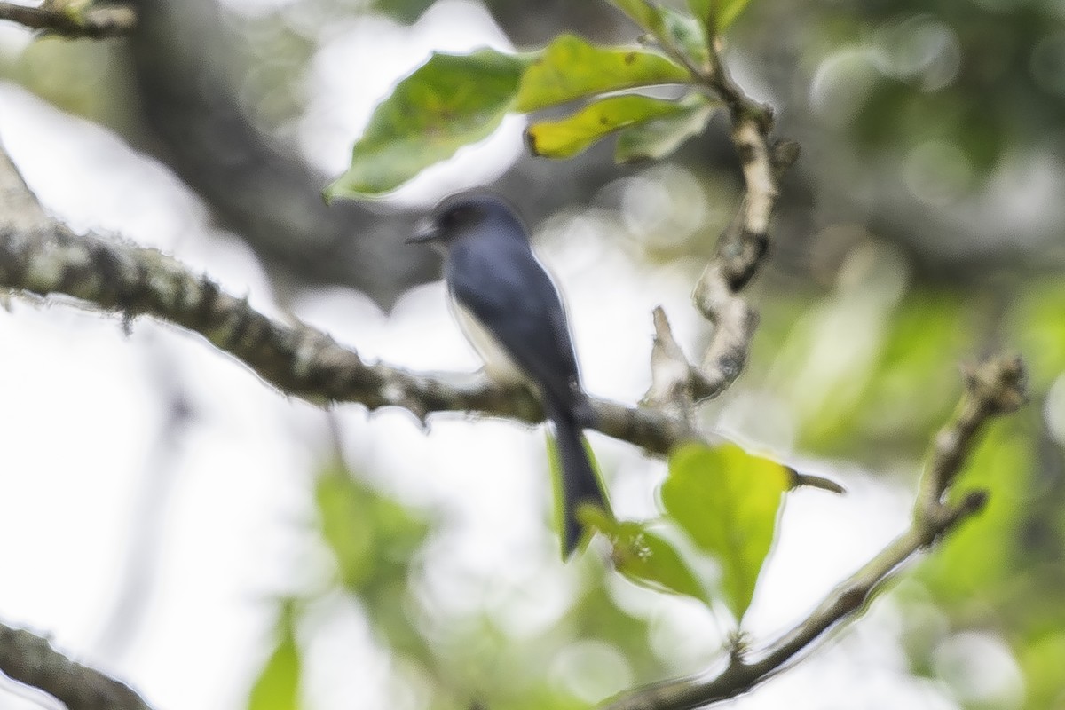 White-bellied Drongo - ML612857502