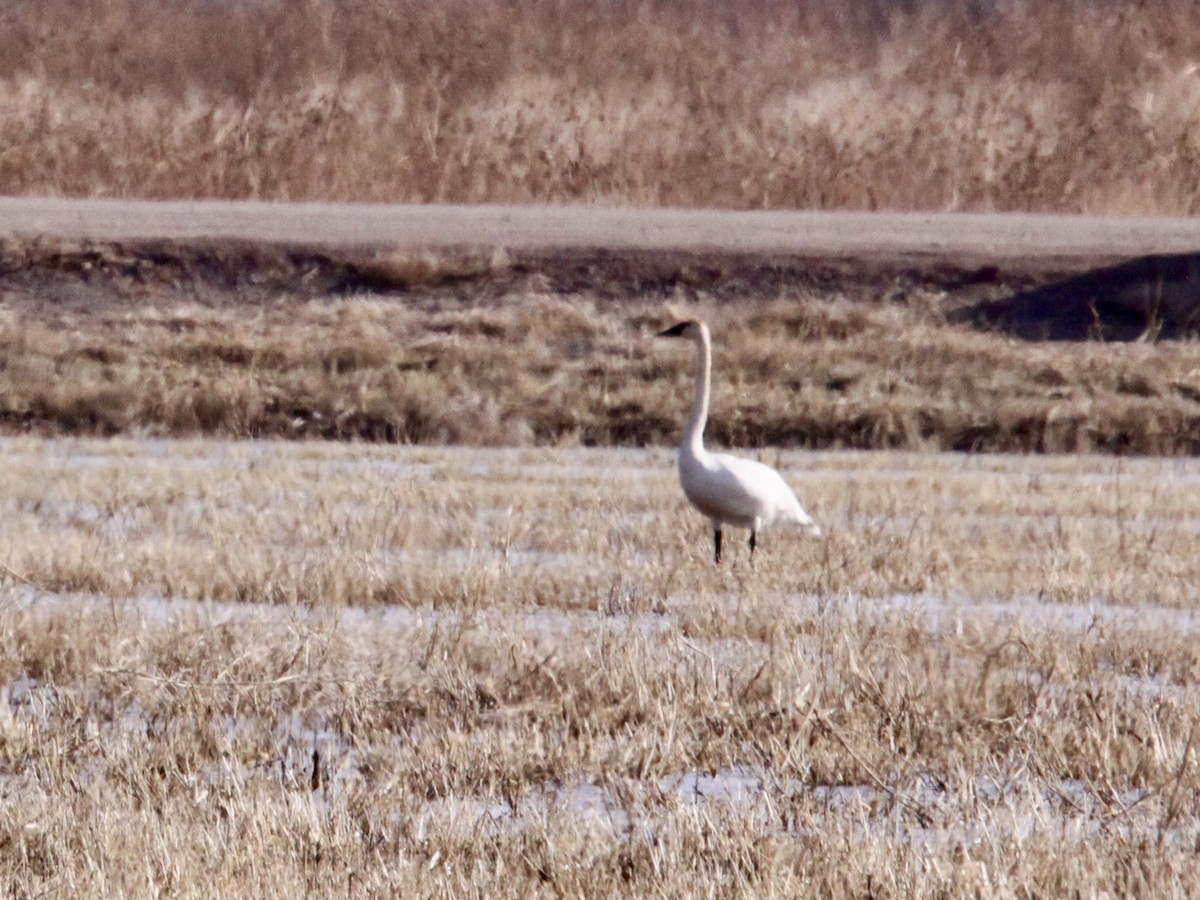 Trumpeter Swan - ML612857504