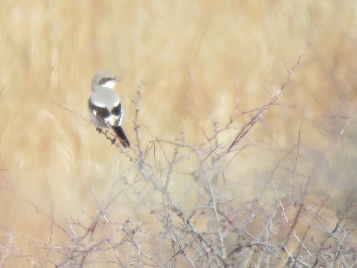 Northern Shrike - S. Queen