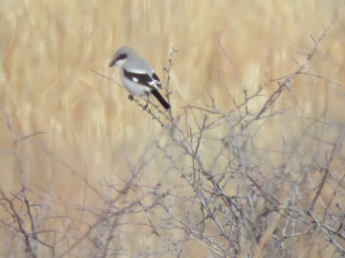 Northern Shrike - S. Queen