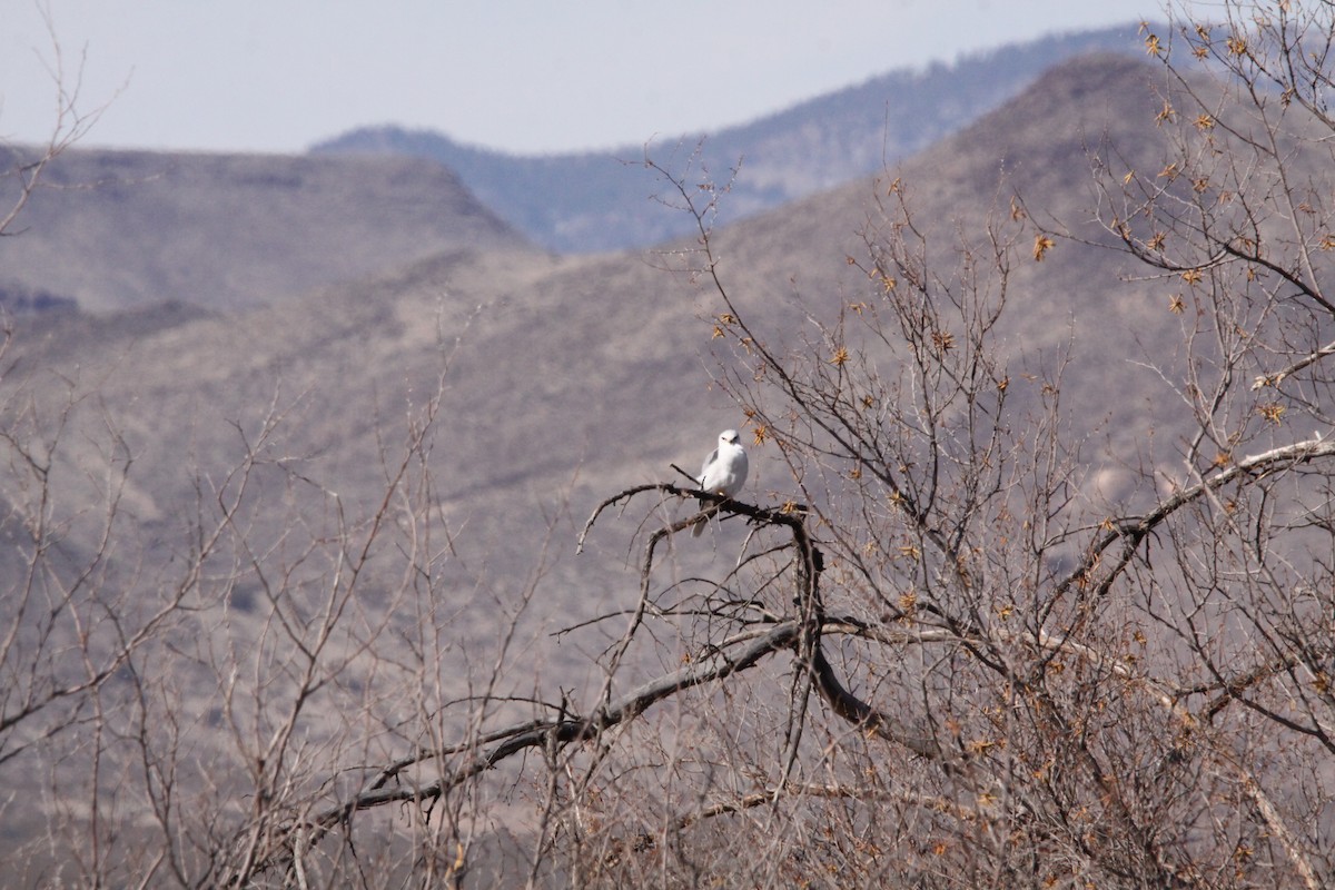 White-tailed Kite - ML612857592