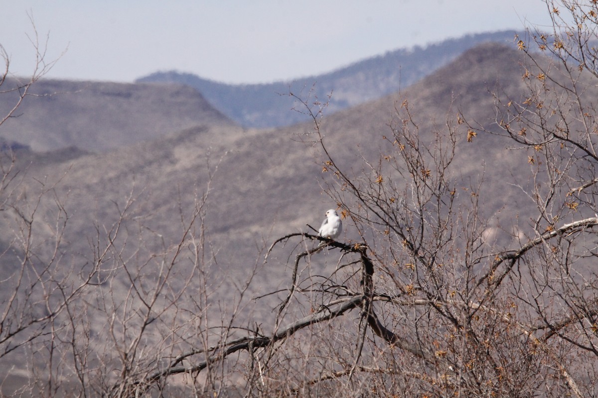White-tailed Kite - ML612857593