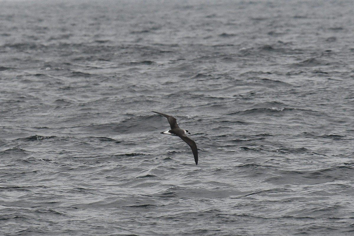 Black-capped Petrel - ML612857658