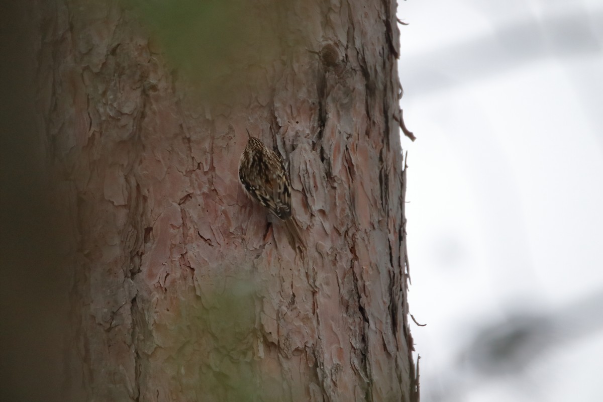 Brown Creeper - Daniel  Bellich