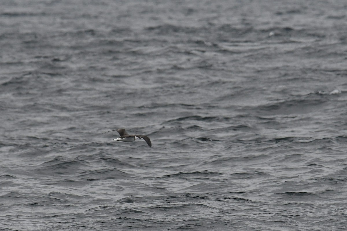 Black-capped Petrel - ML612857715