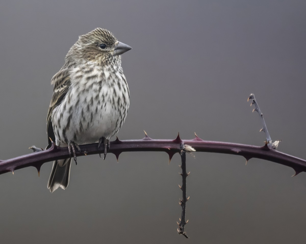 Cassin's Finch - ML612857775