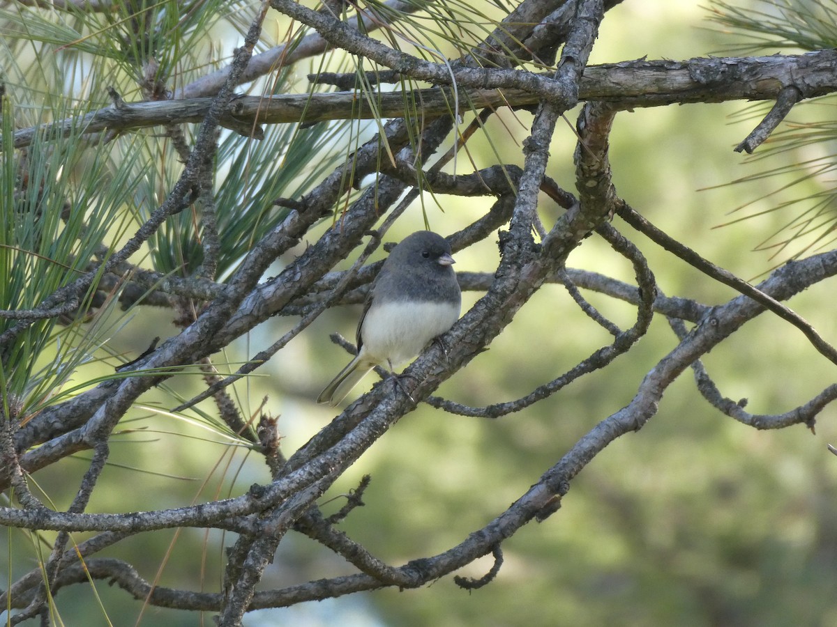 Dark-eyed Junco - ML612857787