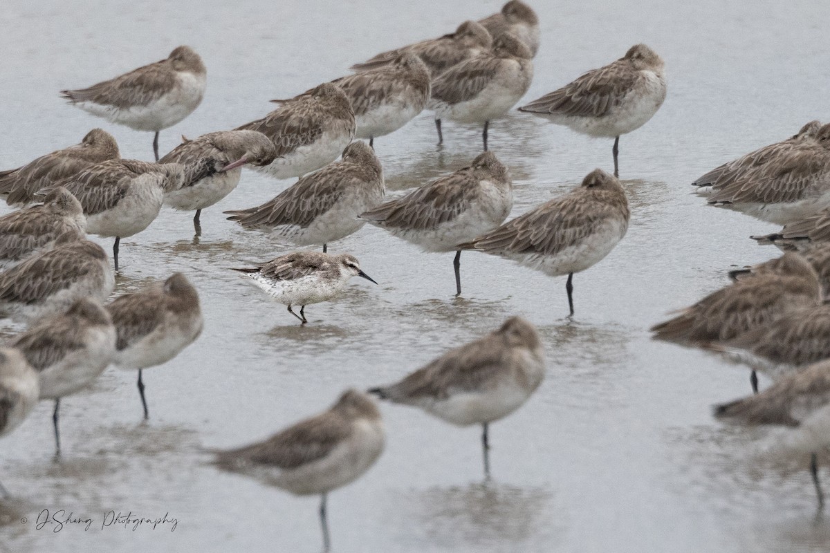 Red Knot - Diana Shang