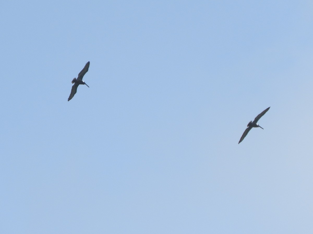 Brown Pelican (Southern) - ML612857902