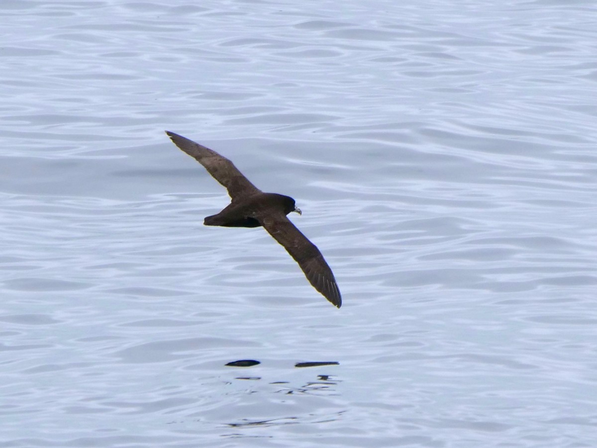 White-chinned Petrel - ML612858002