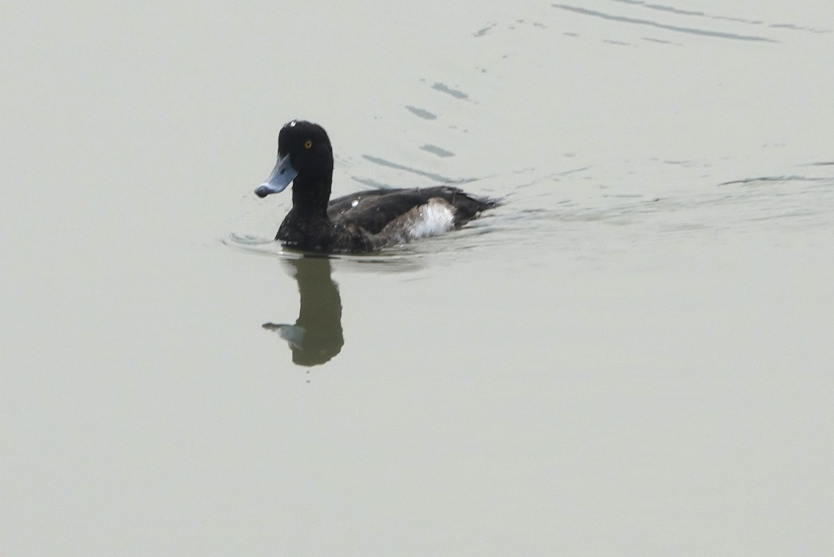 Tufted Duck - ML612858045