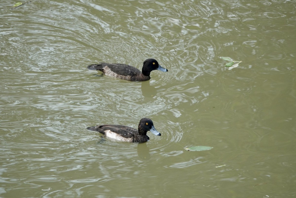 Tufted Duck - ML612858047