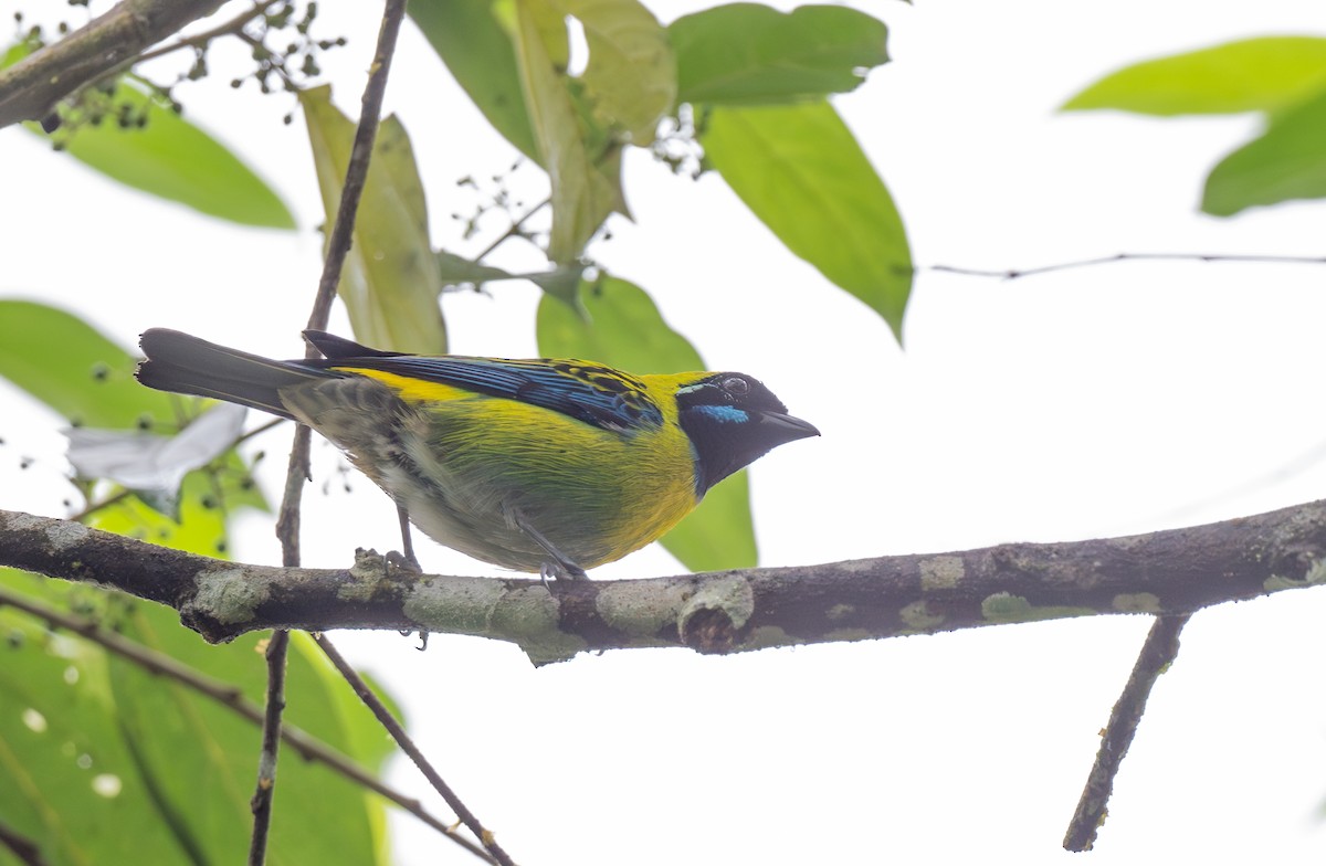 Blue-whiskered Tanager - Wentao Yang