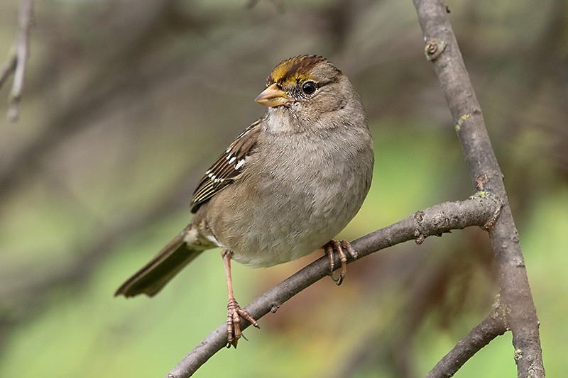 White-crowned x Golden-crowned Sparrow (hybrid) - ML612858079