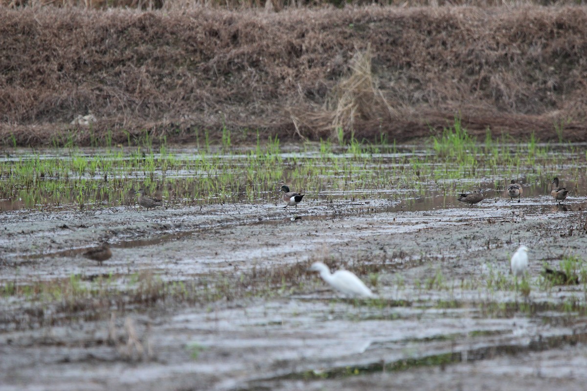 American Wigeon - ML612858114