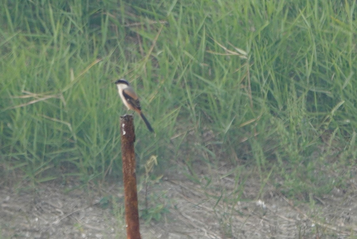 Long-tailed Shrike - ML612858214