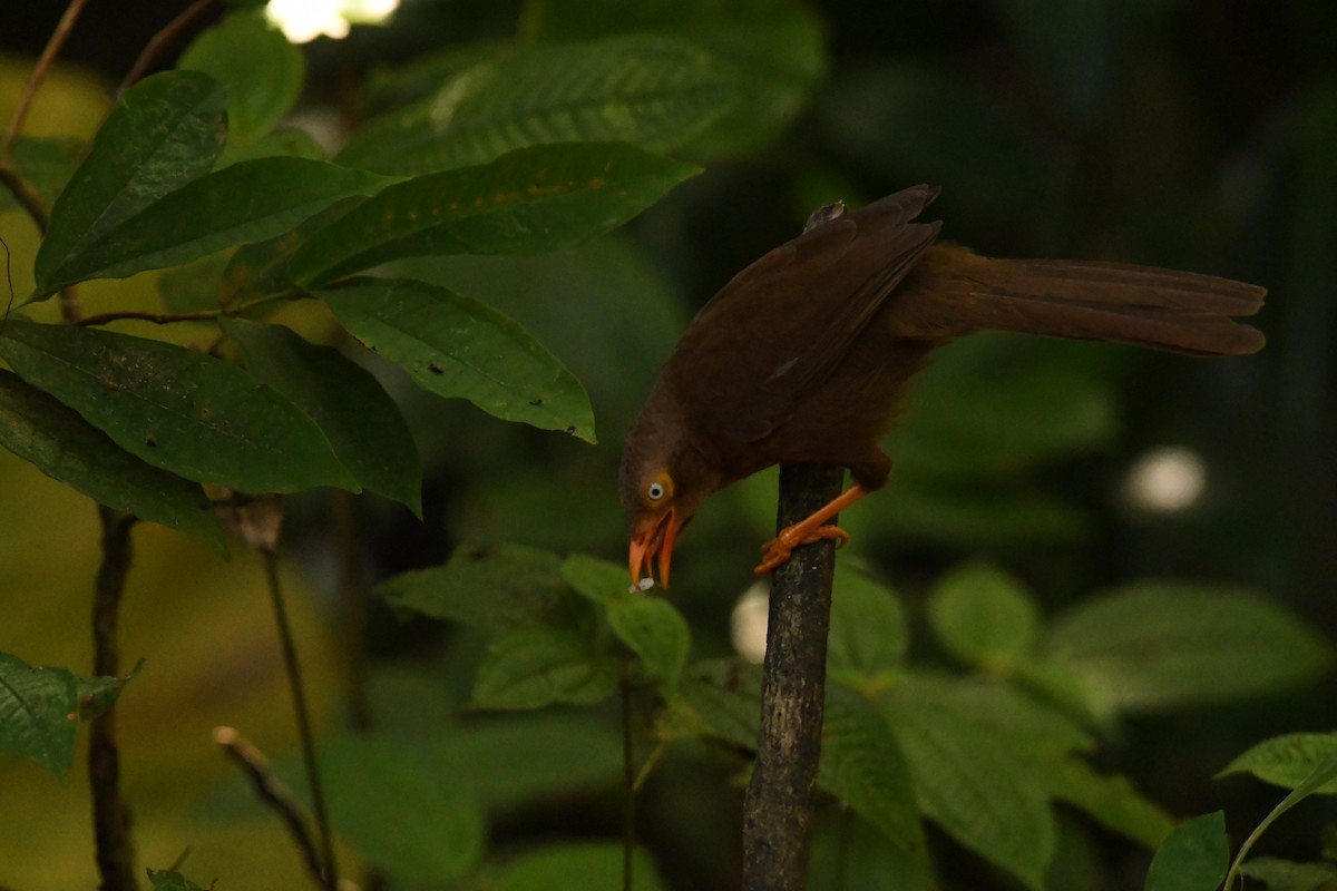 Orange-billed Babbler - ML612858216