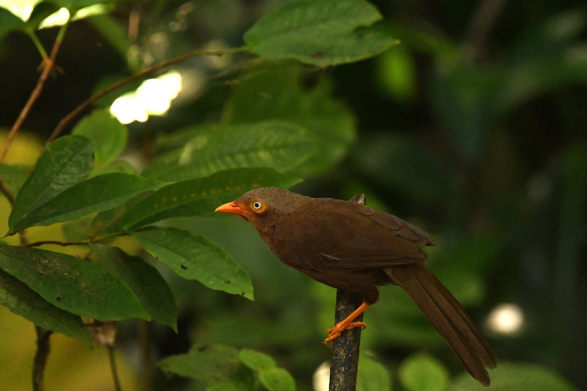 Orange-billed Babbler - Sunanda Vinayachandran