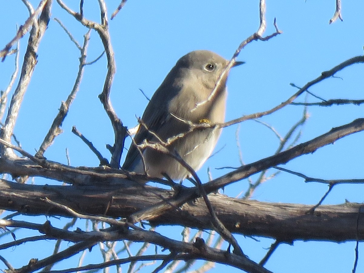 Mountain Bluebird - S. Queen