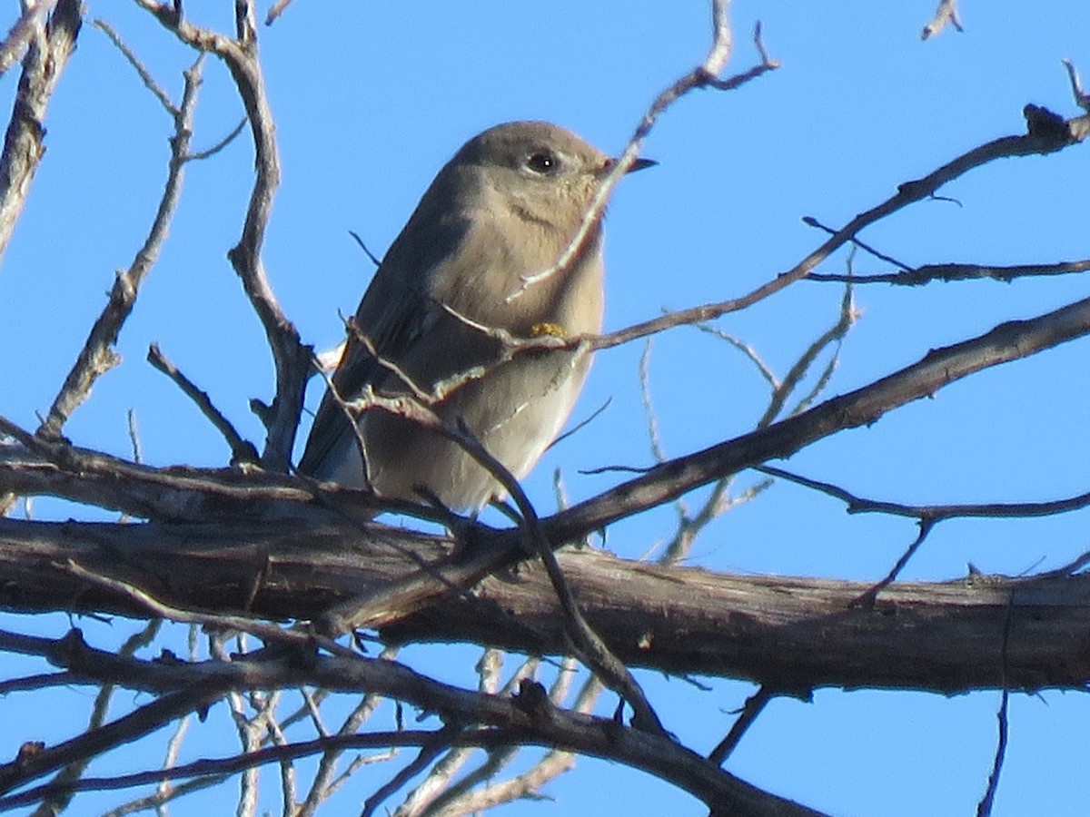 Mountain Bluebird - S. Queen