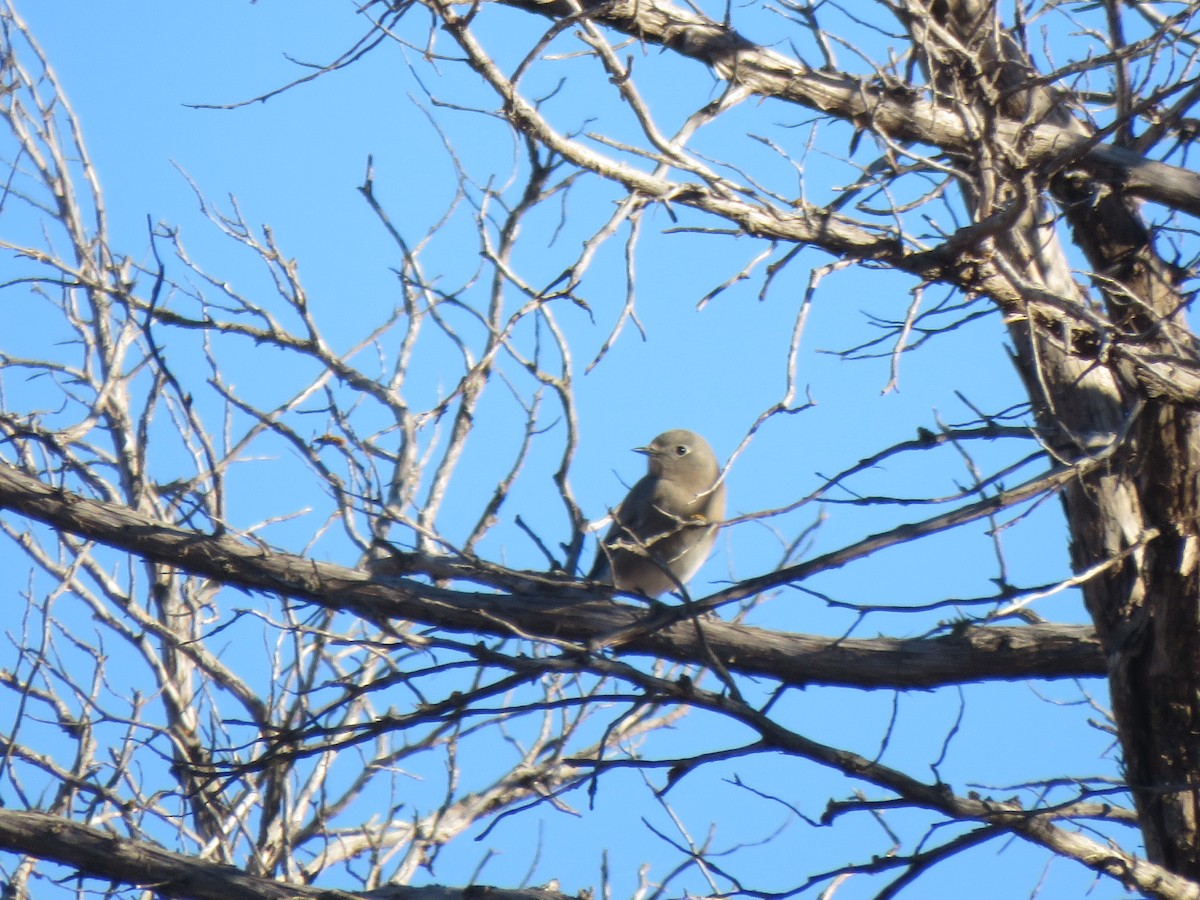 Mountain Bluebird - S. Queen