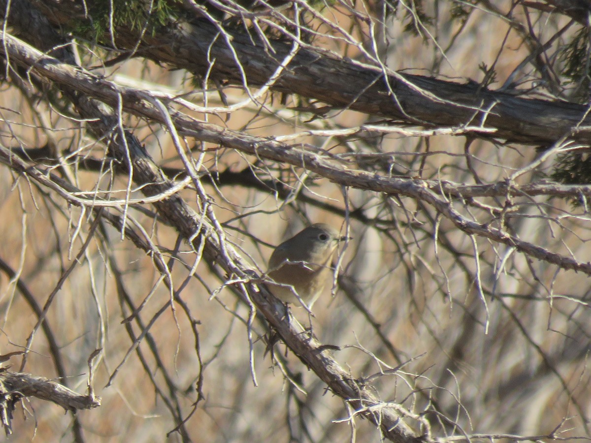 Mountain Bluebird - S. Queen