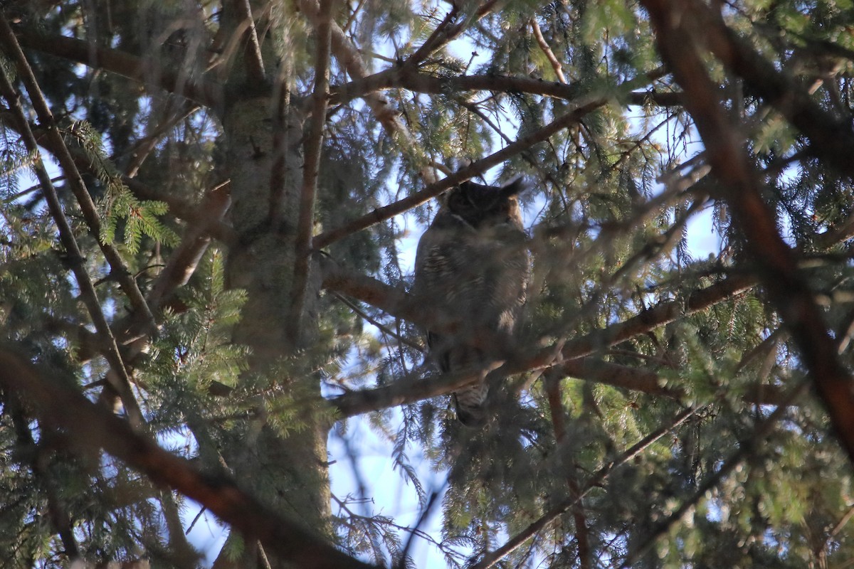 Great Horned Owl - ML612858285