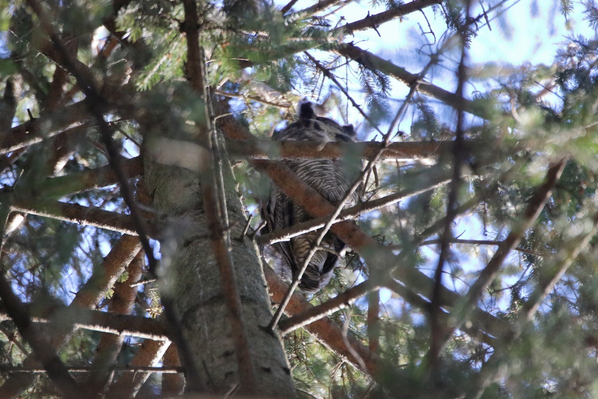 Great Horned Owl - ML612858288
