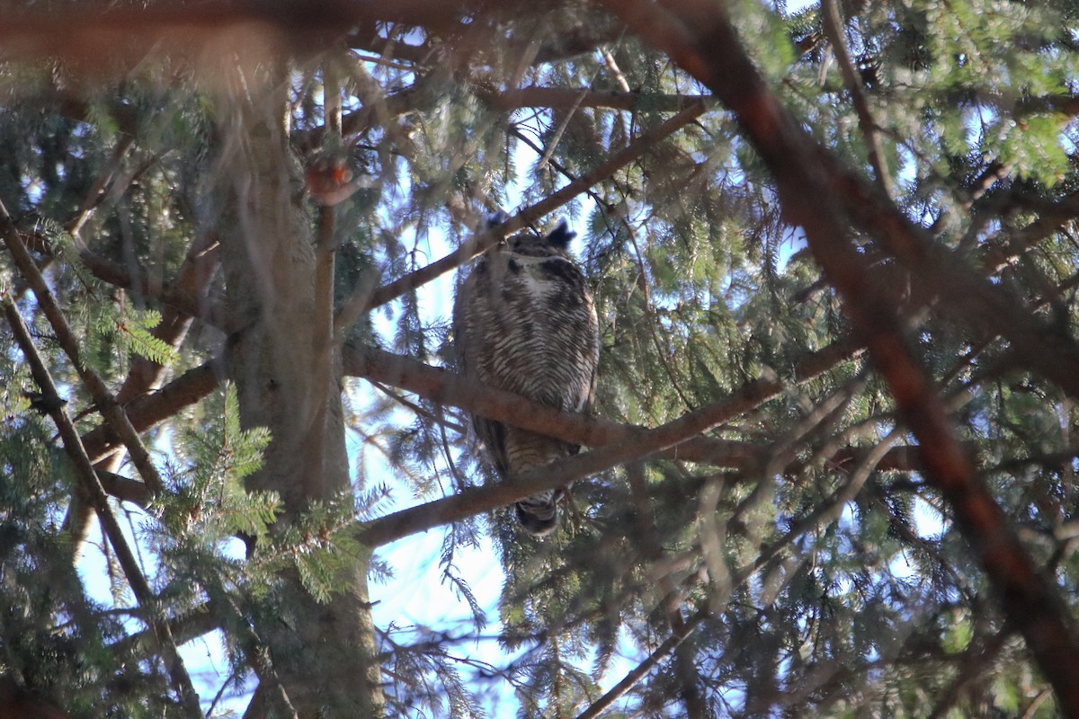 Great Horned Owl - ML612858290
