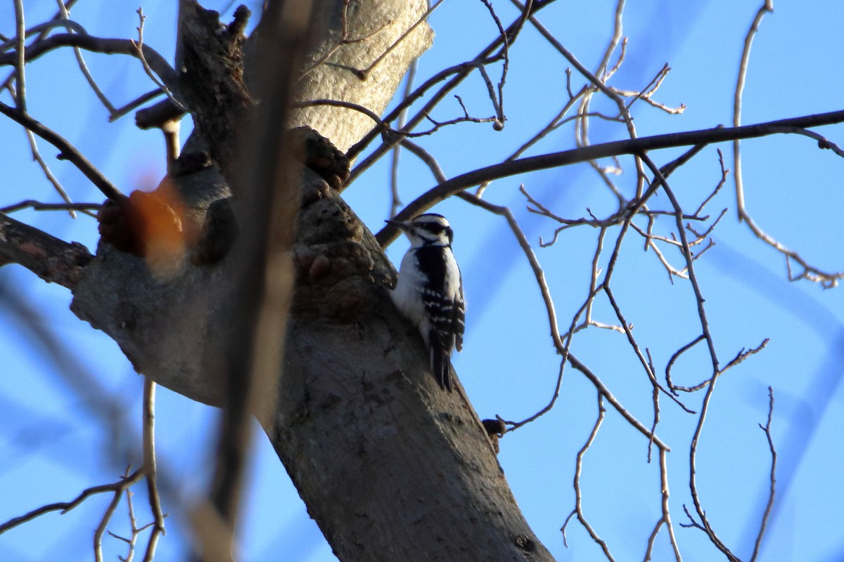 Hairy Woodpecker (Eastern) - ML612858295