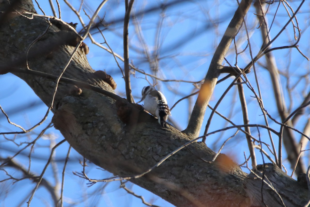 Hairy Woodpecker (Eastern) - ML612858297