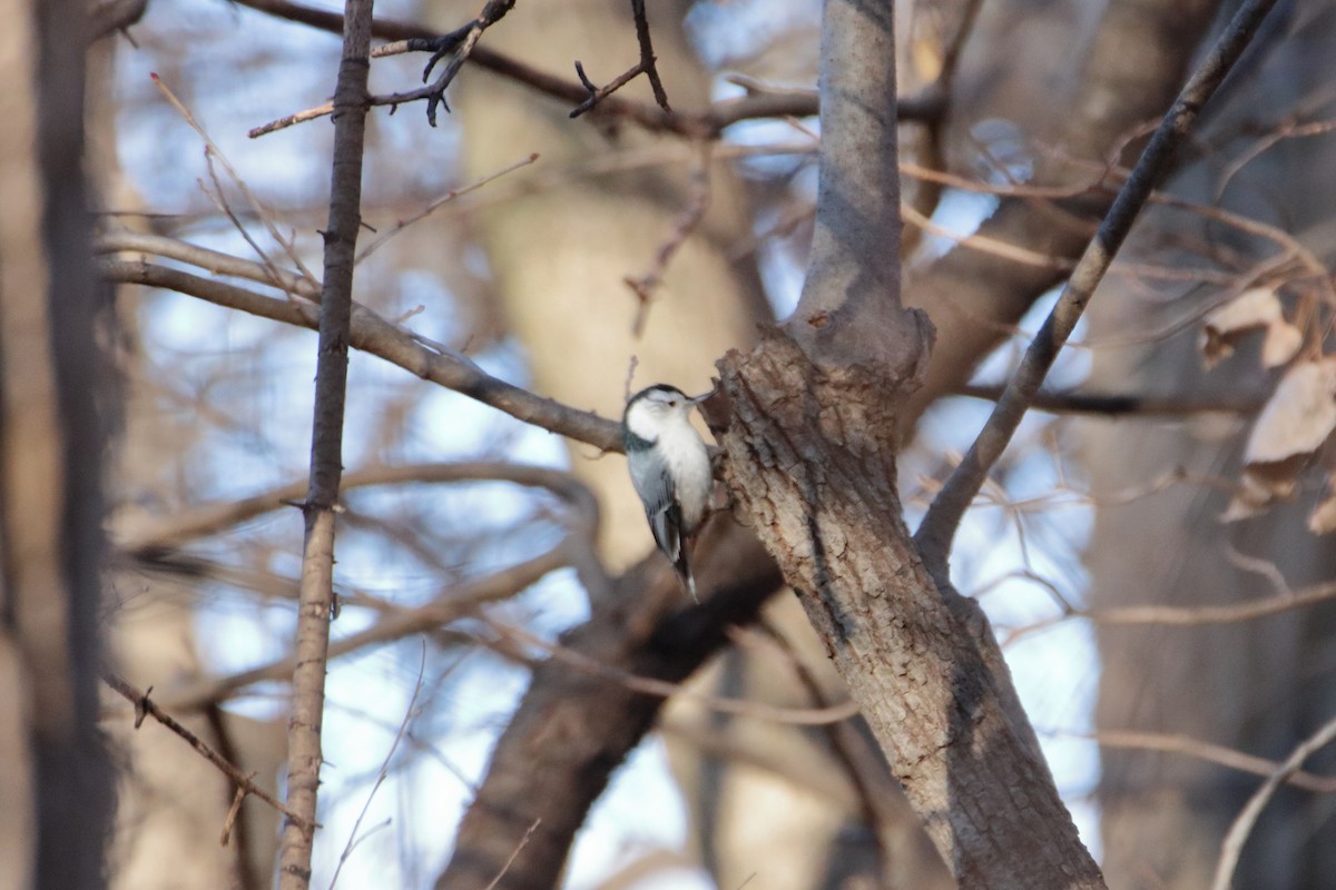 White-breasted Nuthatch (Eastern) - ML612858303
