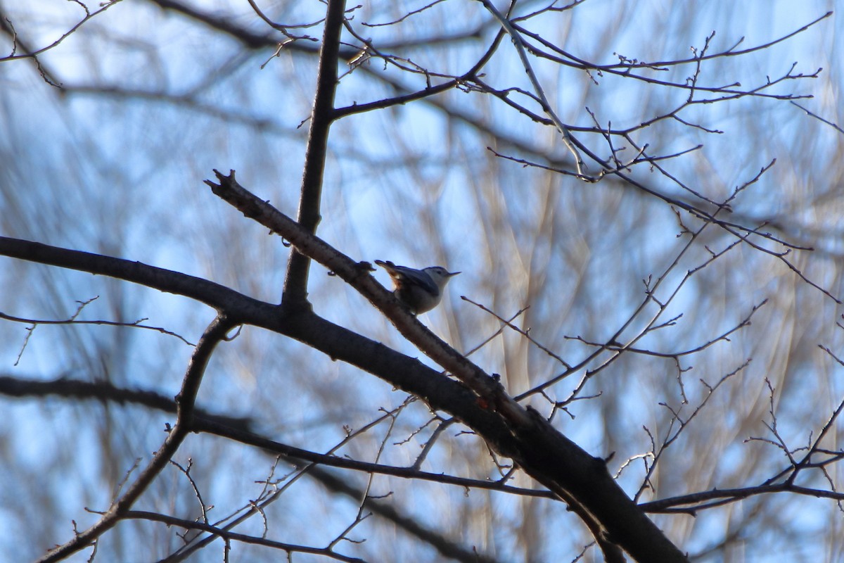 White-breasted Nuthatch (Eastern) - ML612858305
