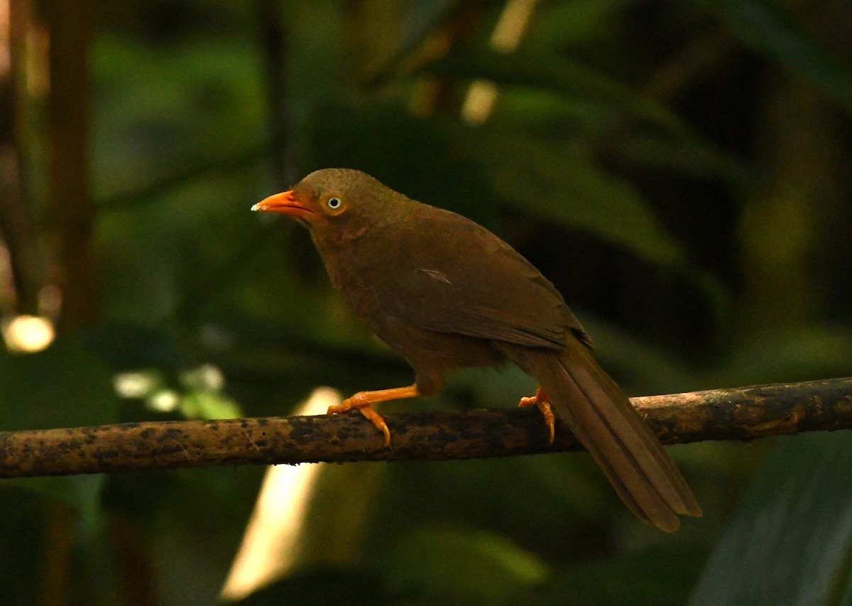 Orange-billed Babbler - ML612858312