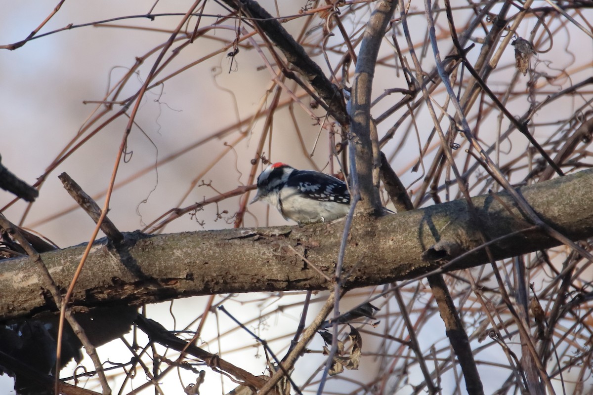Downy Woodpecker (Eastern) - ML612858324