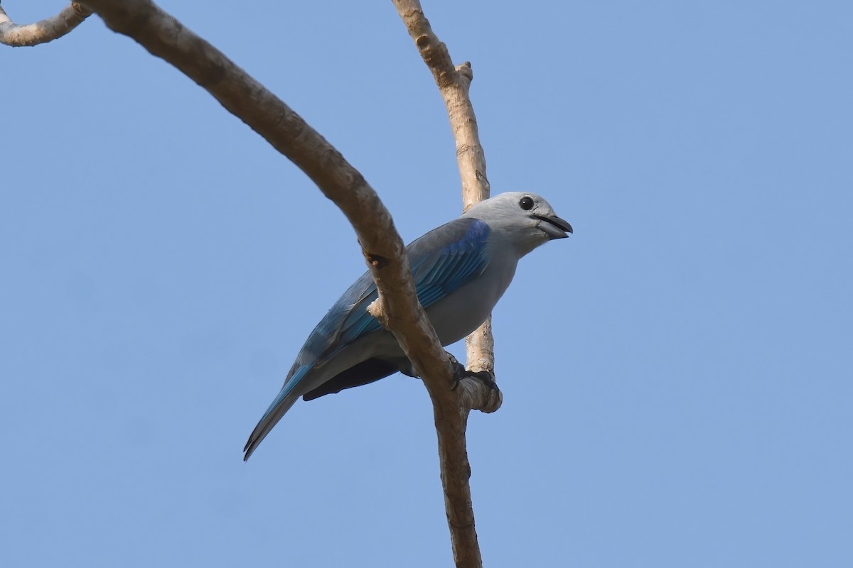 Blue-gray Tanager - ML612858352