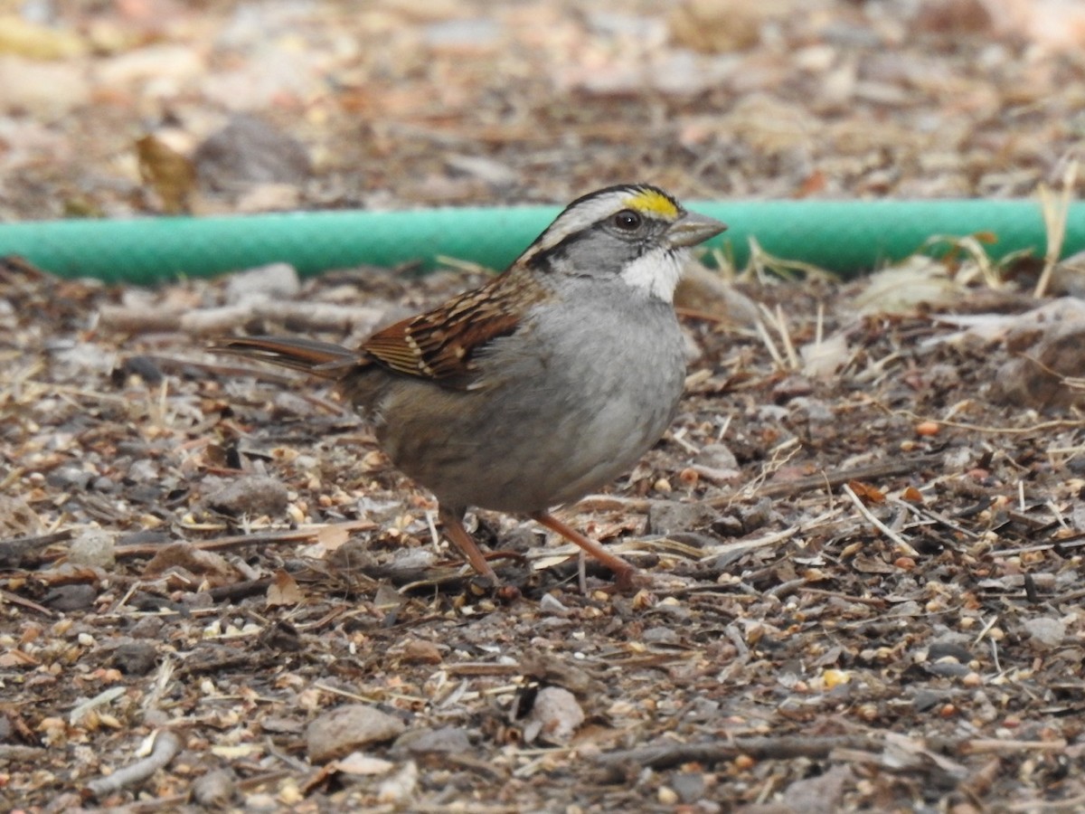 White-throated Sparrow - ML612858466