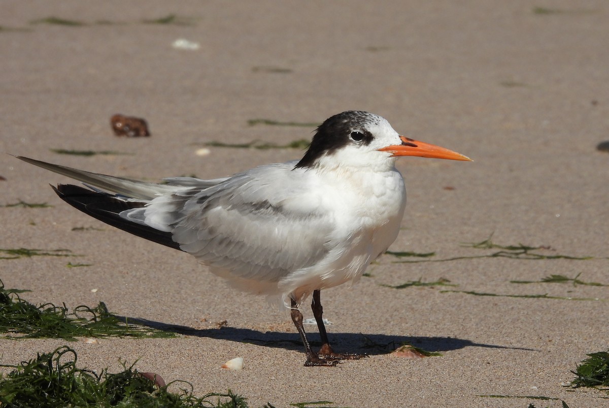 Elegant Tern - ML612858572