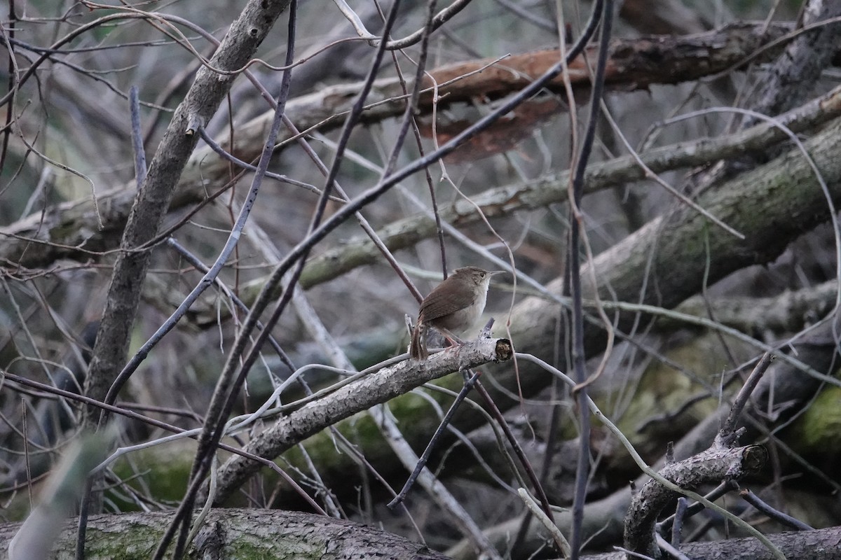 House Wren (Cozumel I.) - ML612858747