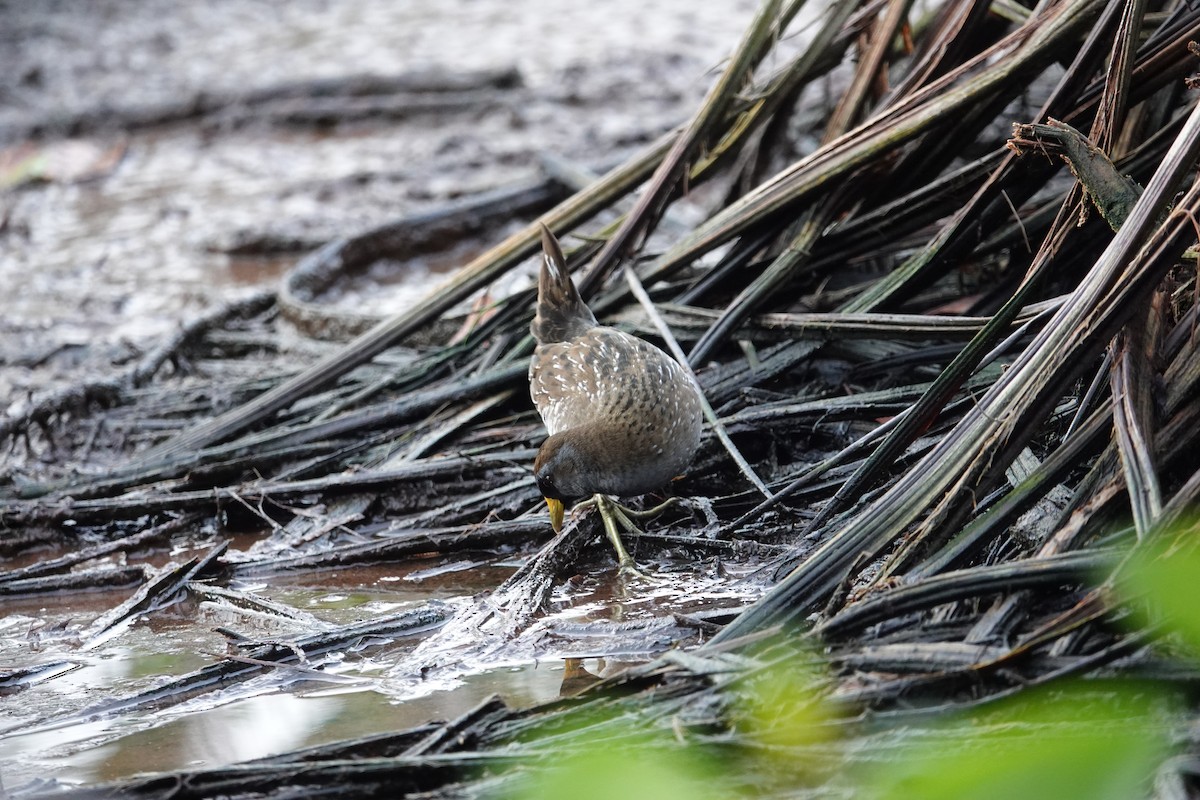 Polluela Sora - ML612858776