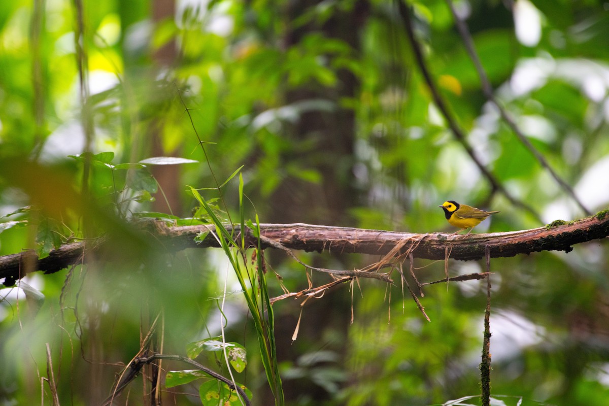 Hooded Warbler - Aidan Powell