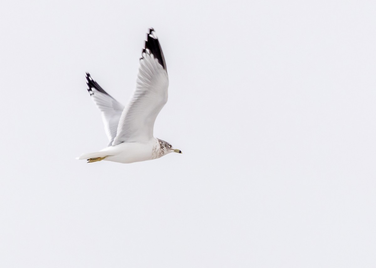 Ring-billed Gull - ML612858853