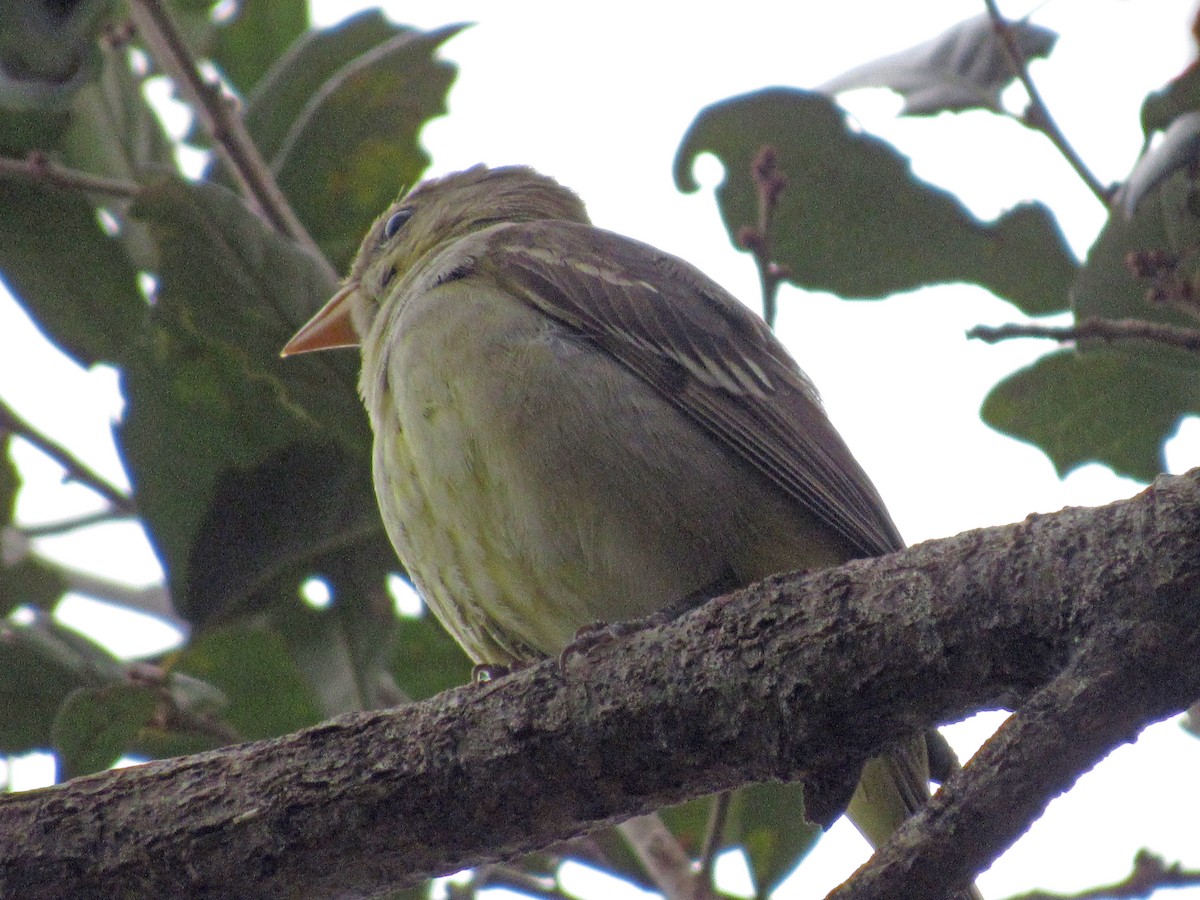 Piranga à tête rouge - ML612858862