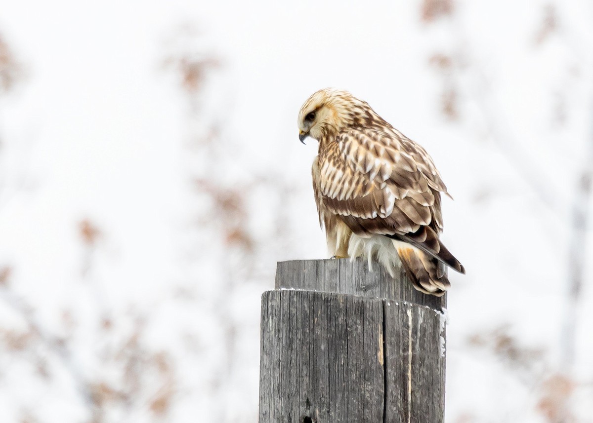 Rough-legged Hawk - Ken Pride