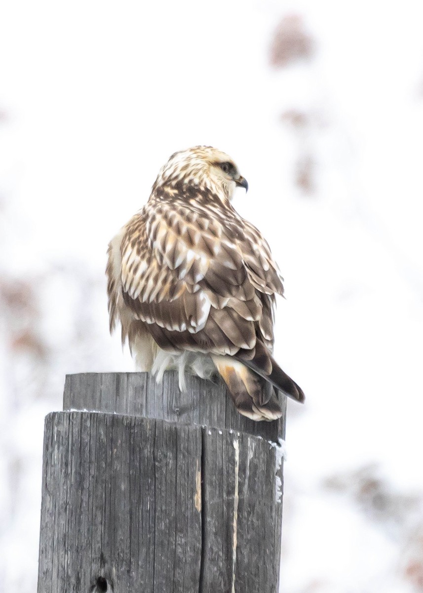 Rough-legged Hawk - Ken Pride