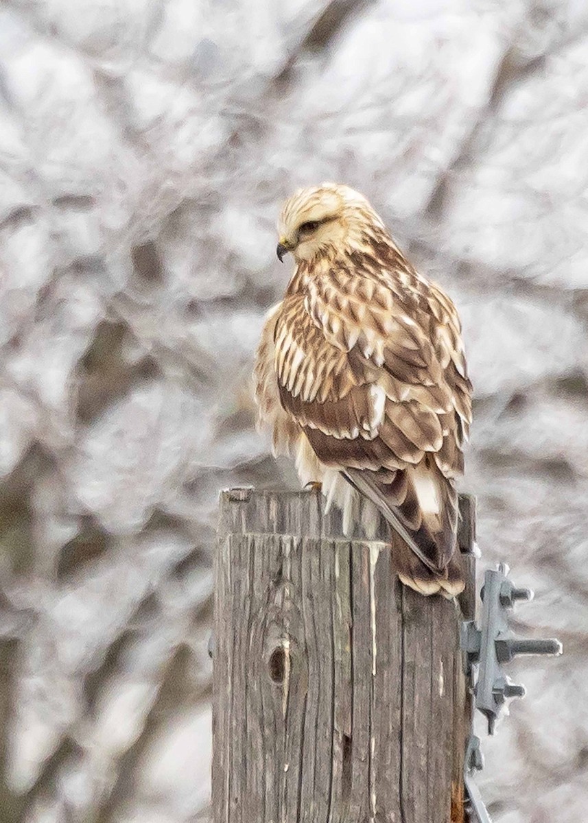 Rough-legged Hawk - ML612858876