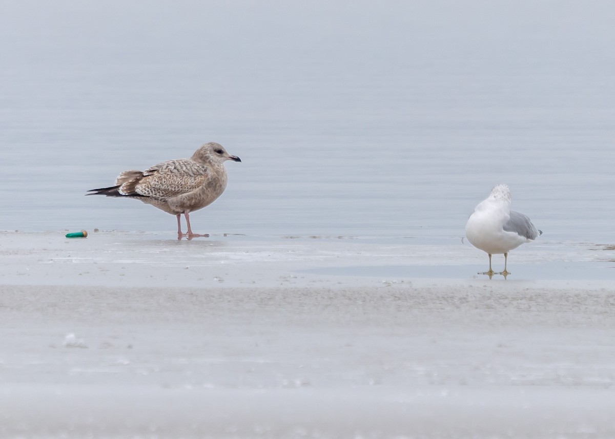 Gaviota Argéntea - ML612858914