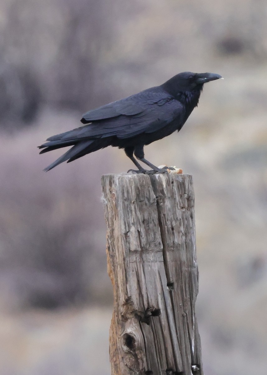 Common Raven - Tim Lenz