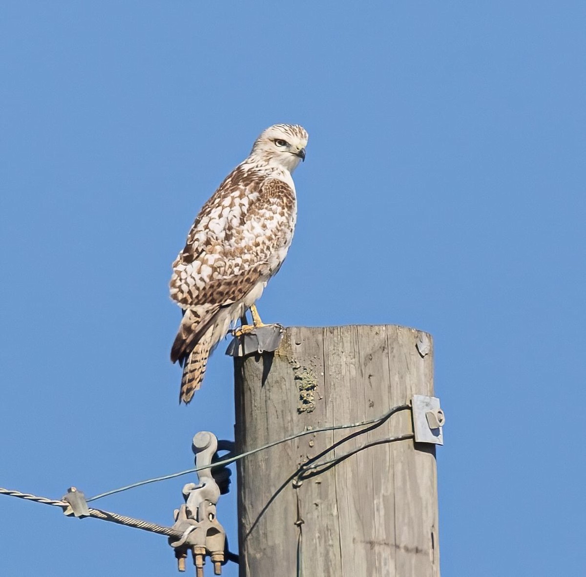 Red-tailed Hawk (Krider's) - Patsy Russo