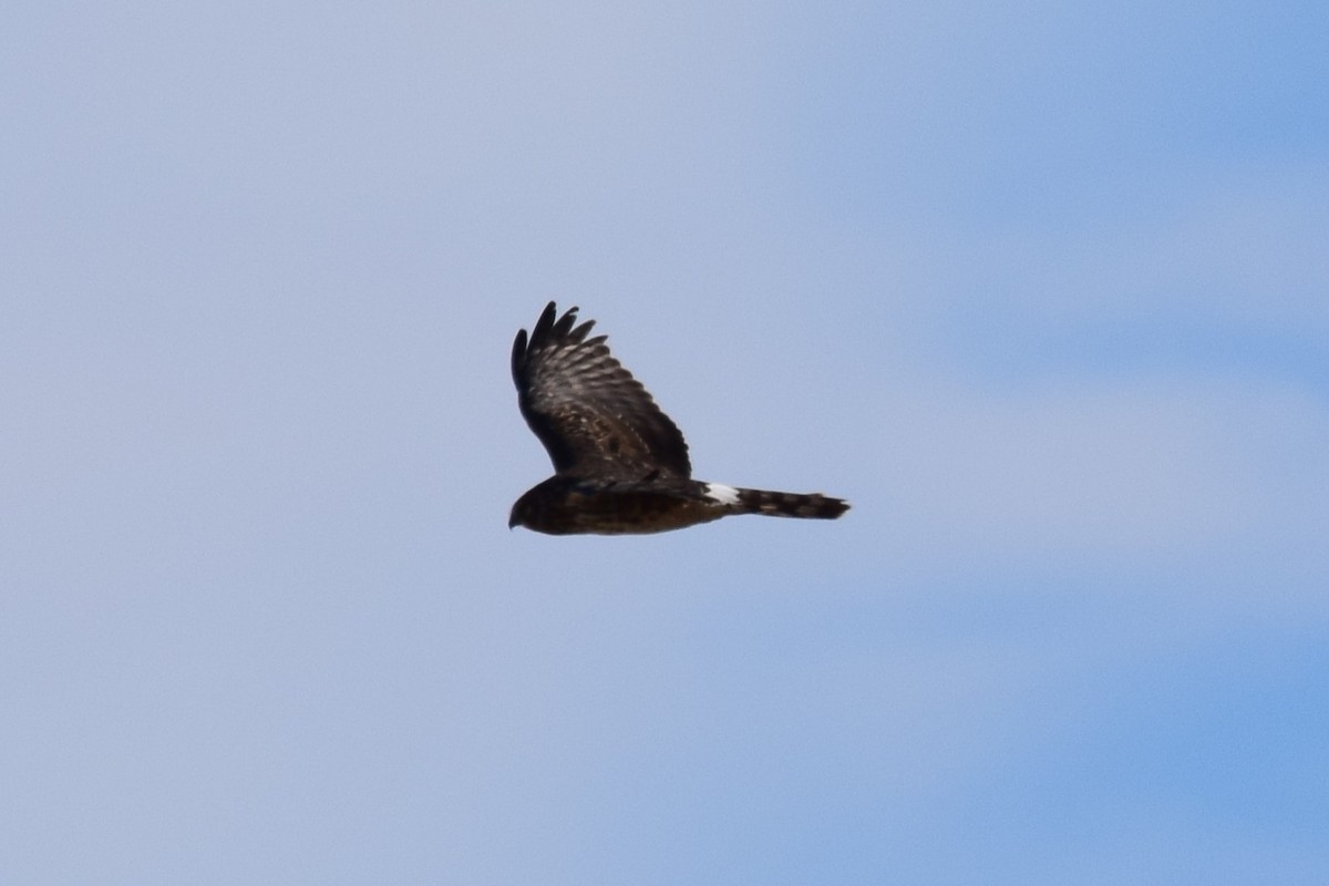 Northern Harrier - ML612859067